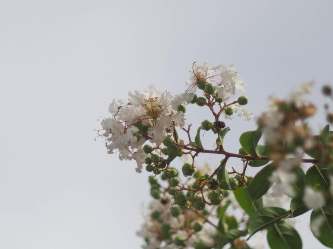 OLYMPUS OM-D E-M10 ダブルレンズキット スマホ転送OK