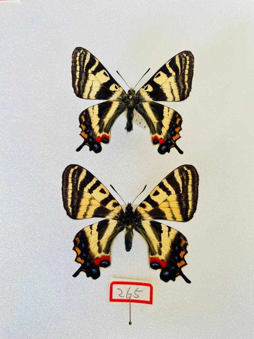 【異常型・ペア】ギフチョウ（福井県産）