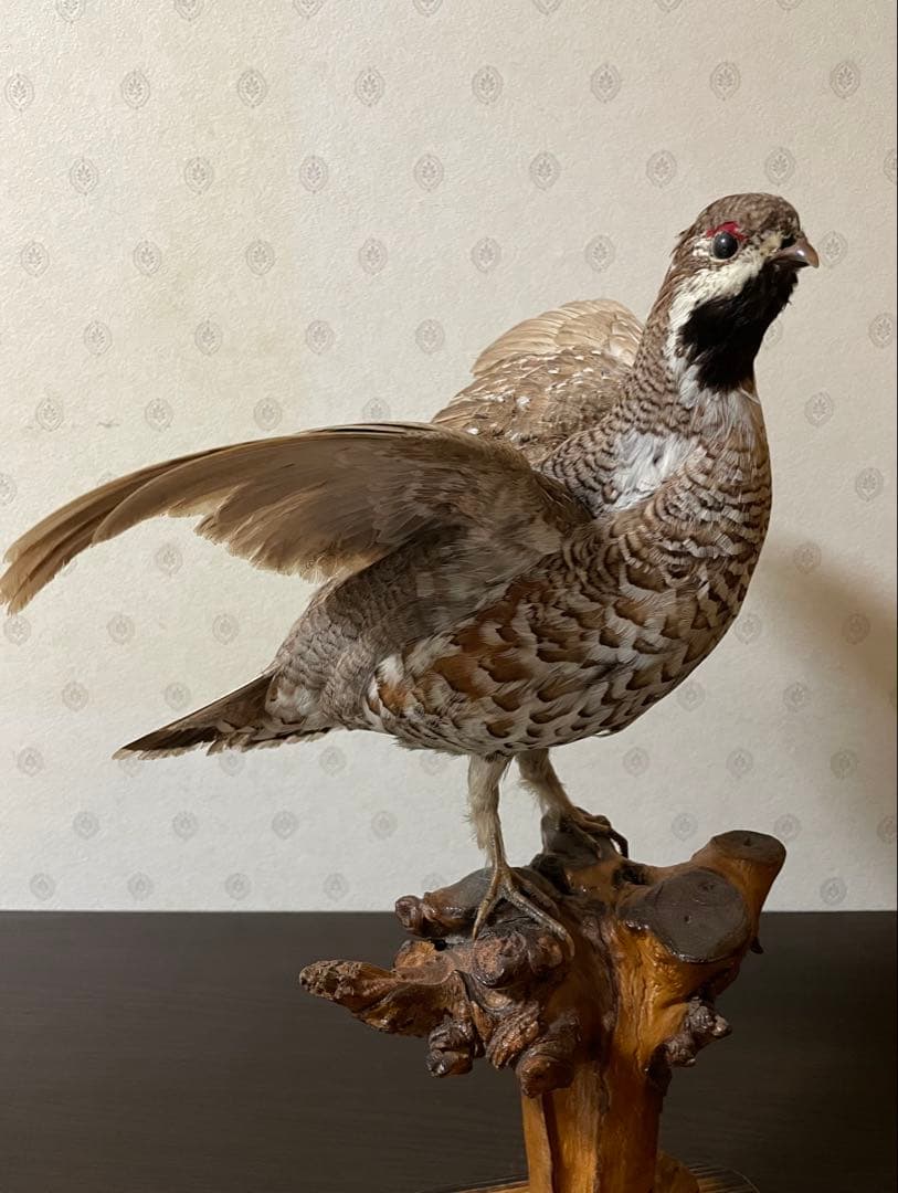 【ぴかり】 エゾライチョウの剥製 木製台座付き