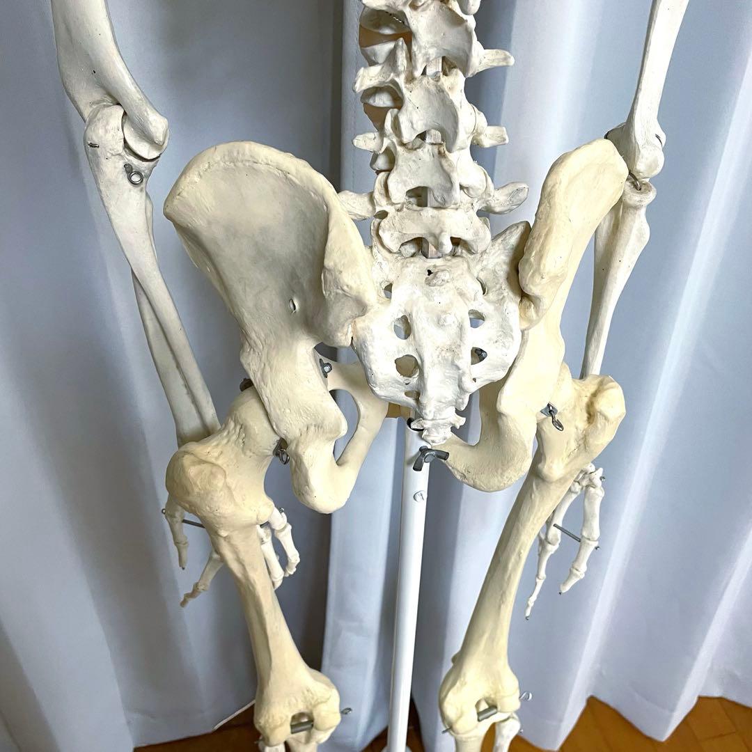 等身大 骨模型 3B 人体模型 ドイツ製 骸骨 骨格標本 オブジェ