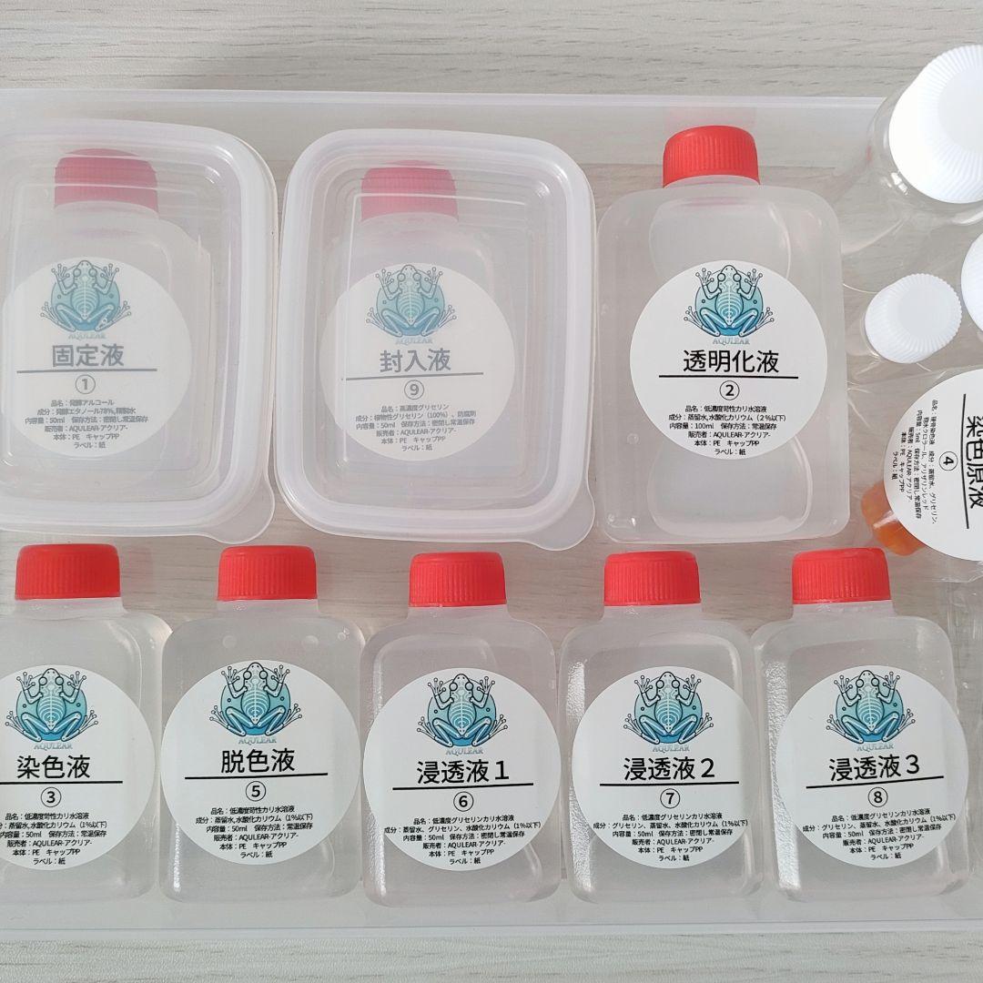 オリジナル商品☆専用販売【透明標本作製キット】×2個