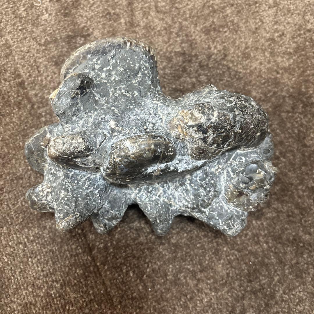 アンモナイト群集化石 コレクション 化石 北海道 三笠 日本