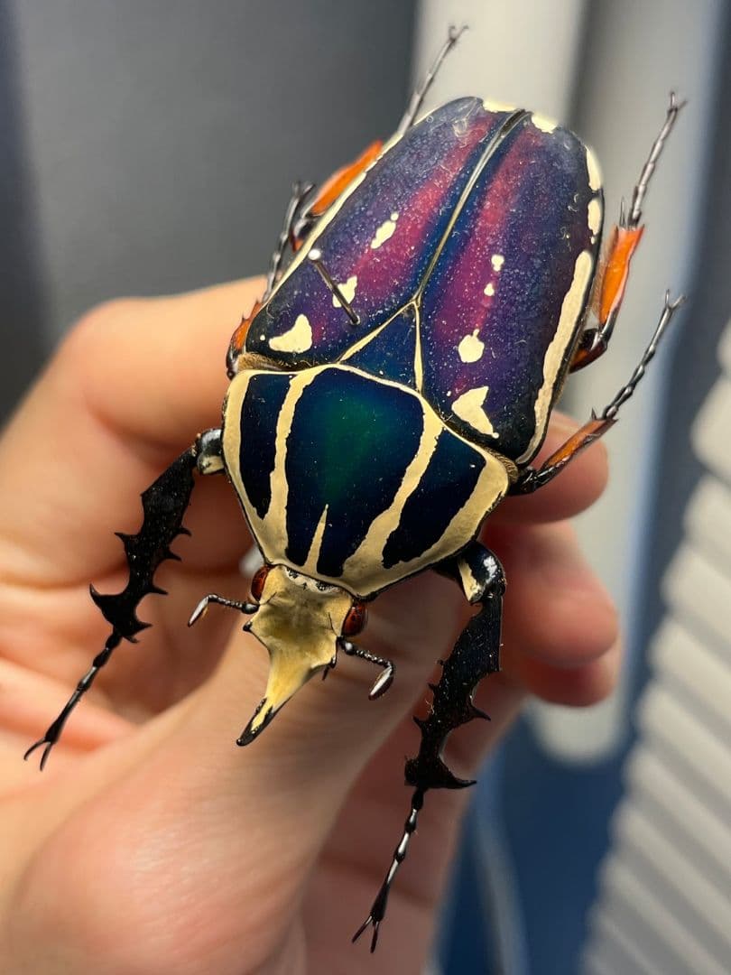 【59mm】ウガンデンシスオオツノカナブン 昆虫標本カナブンカブトムシクワガタゾ