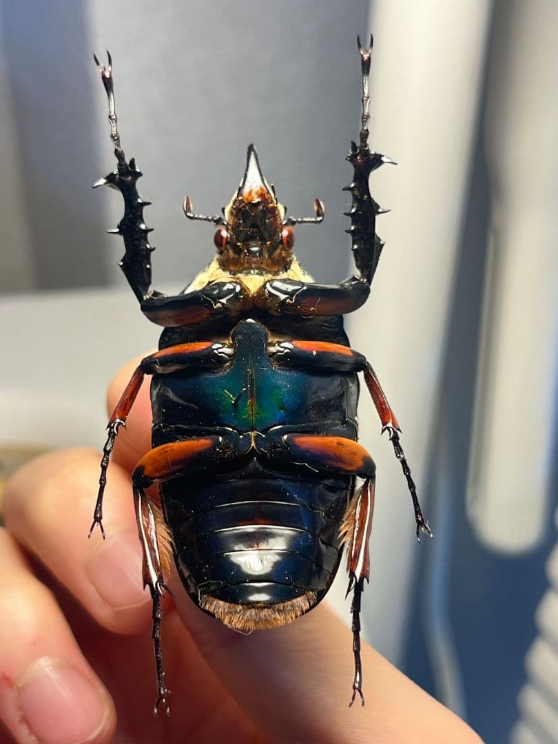 【59mm】ウガンデンシスオオツノカナブン 昆虫標本カナブンカブトムシクワガタゾ