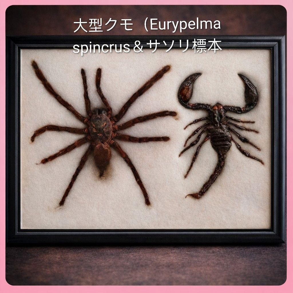 ●大型クモ（Eurypelma spincrus＆サソリ標本 額装昆虫生物展示