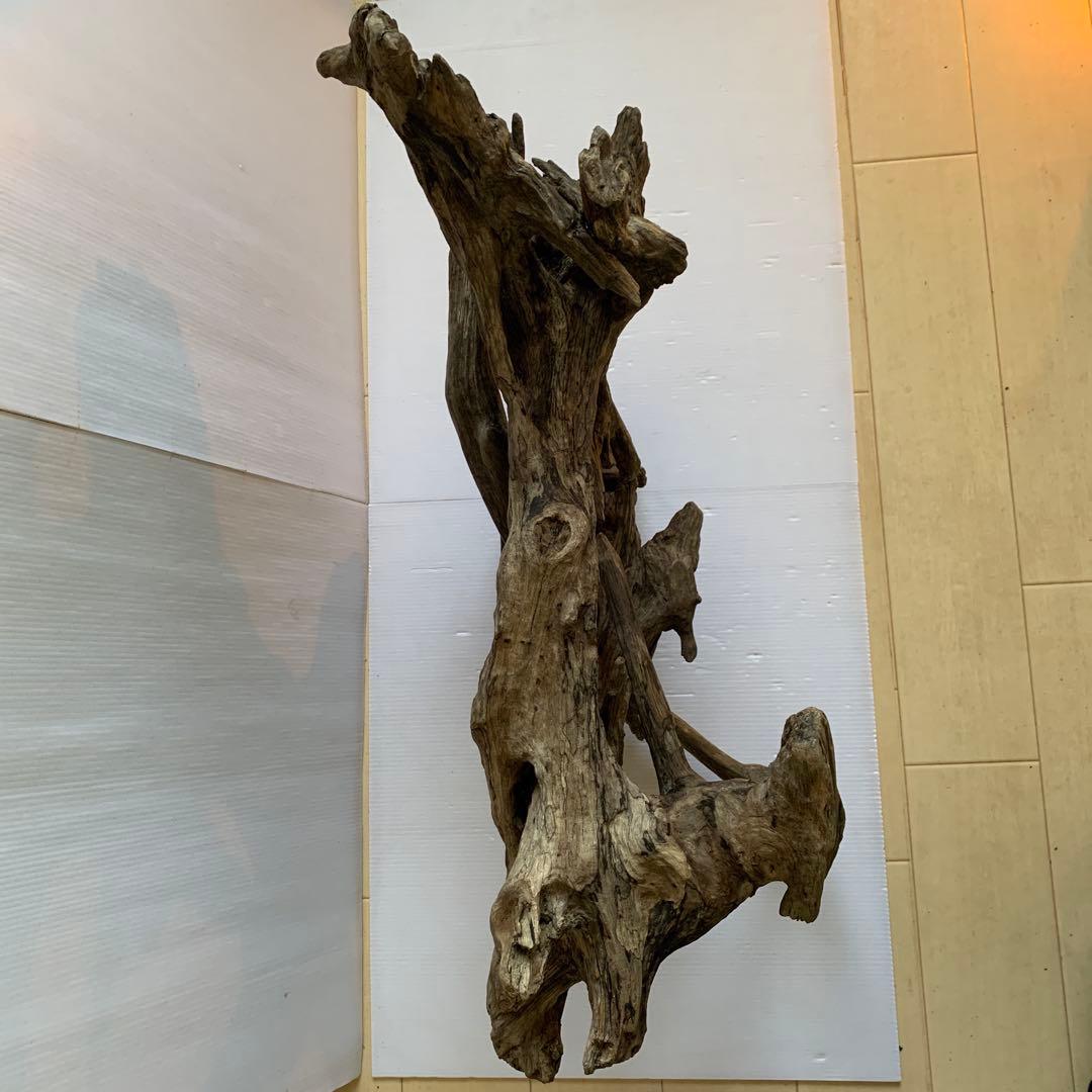 銀*時様 アク抜き済み流木　No.10 超レア型　沈水確認済