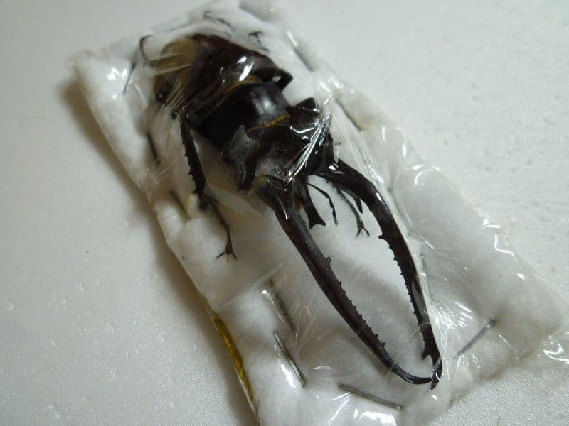 ヘルマンミヤマクワガタ♂/Lucanus hermani/江西省.九江産84mm