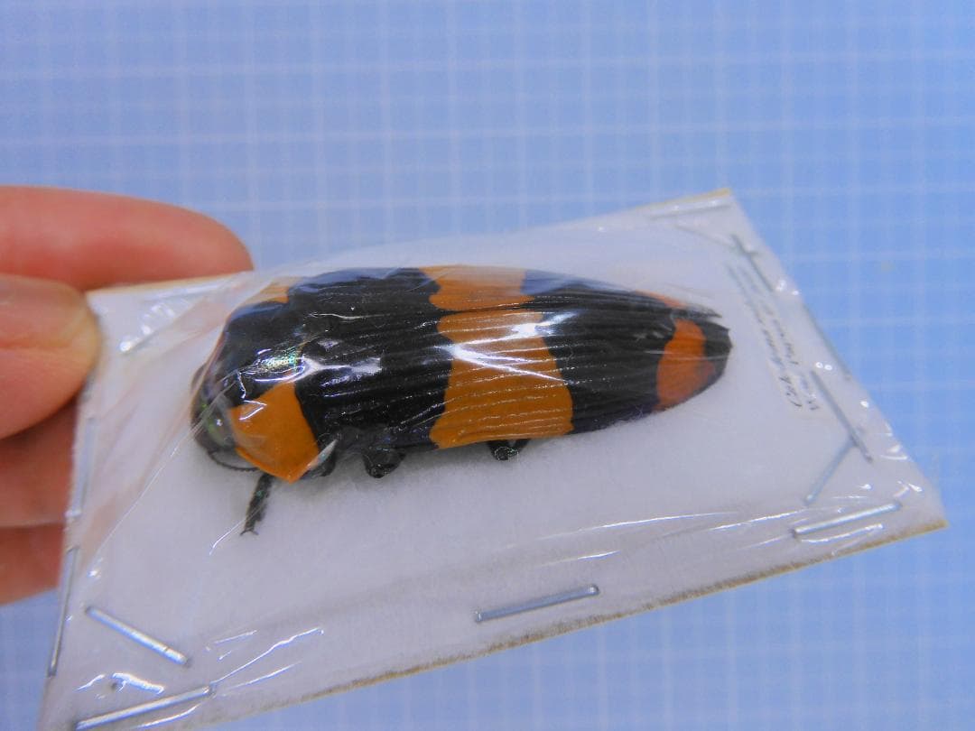 標本 West papua Calodema suhandae 44mm