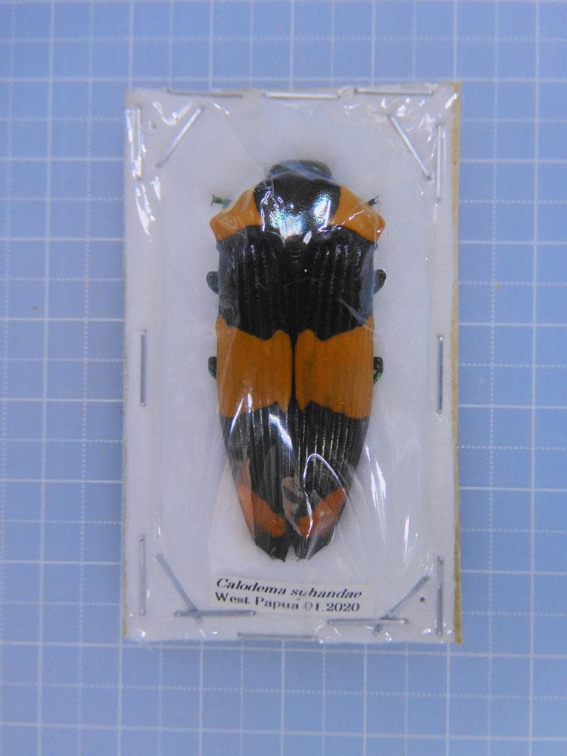 標本 West papua Calodema suhandae 44mm