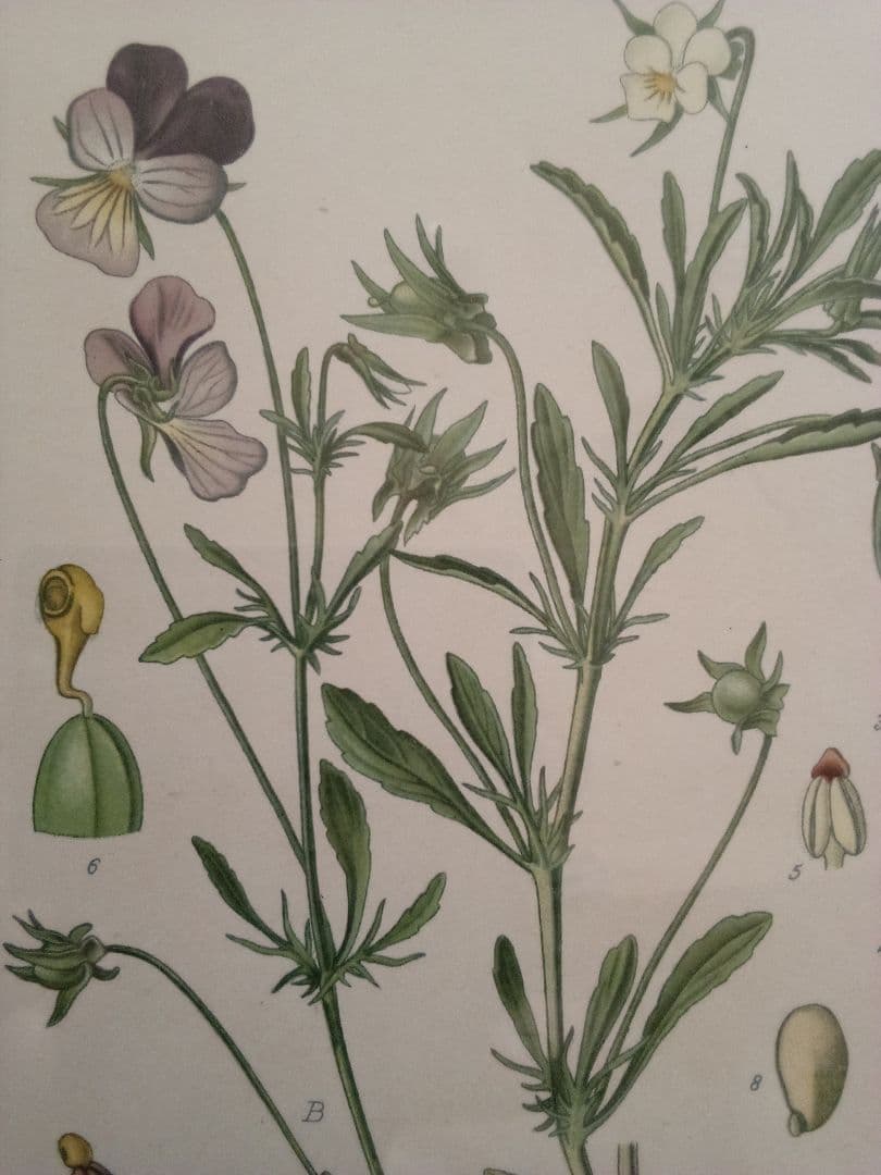 フランス ボタニカル画 石版画の額装品 １８９１年