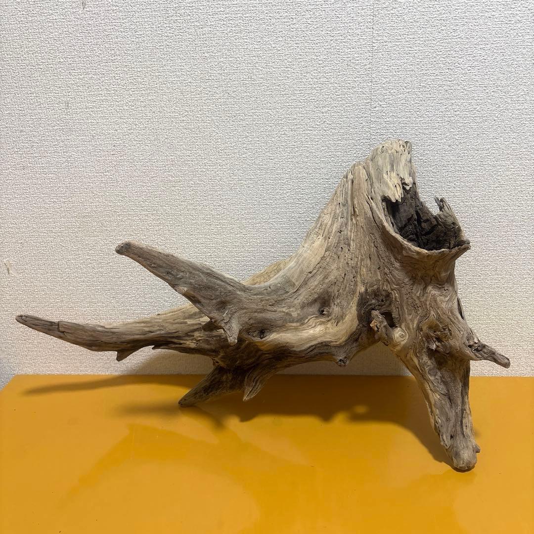 G73 爬虫類　アクアリウム　ビオトープ　観葉植物 インテリア