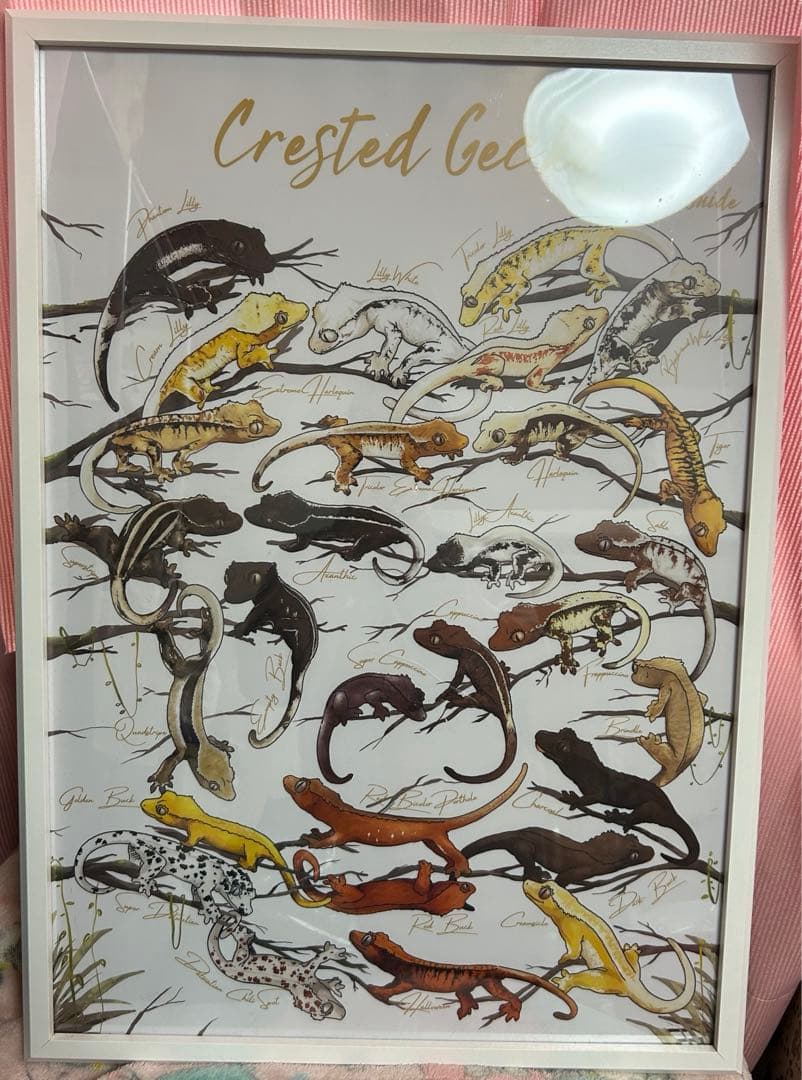 クレステッドゲッコー