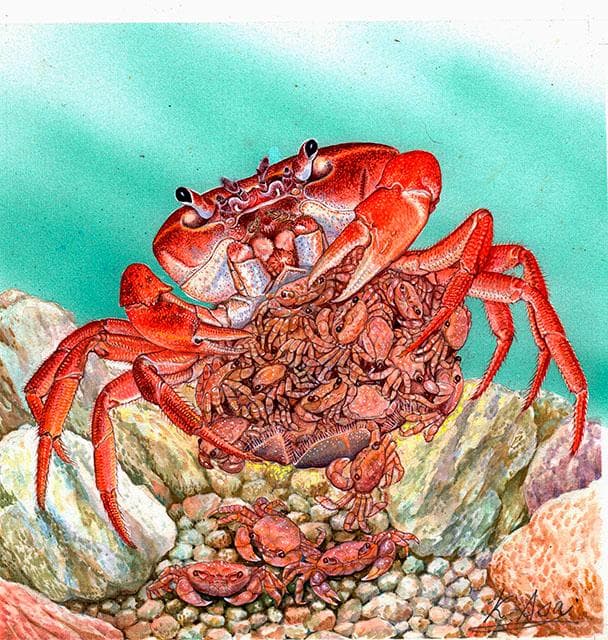 生物細密画「サワガニの子育て」