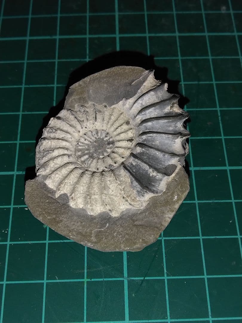 ドイツ産　アンモナイト　プレウロセラス　化石　美品