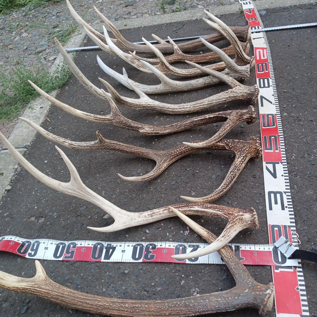 S*i様 天然蝦夷鹿角　犬のおもちゃ、工芸などとうぞ　３番