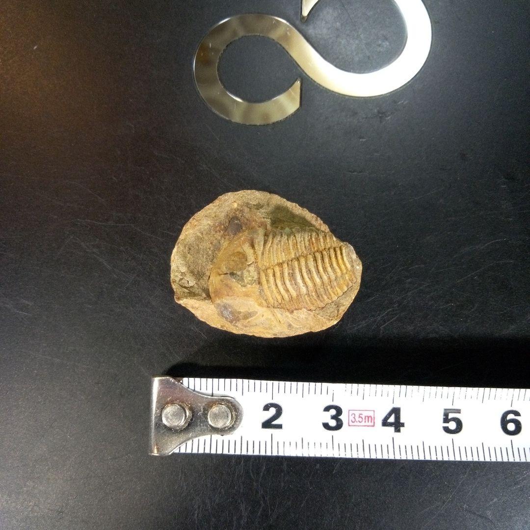 三葉虫　化石　fossil　ボリビア産　trilobite　南アメリカ化石郡⑥
