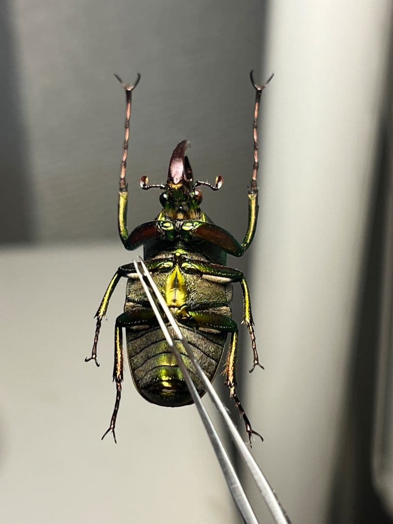 【31mm】カブトハナムグリ コガネムシ プラチナコガネ カナブン ゾウカブト