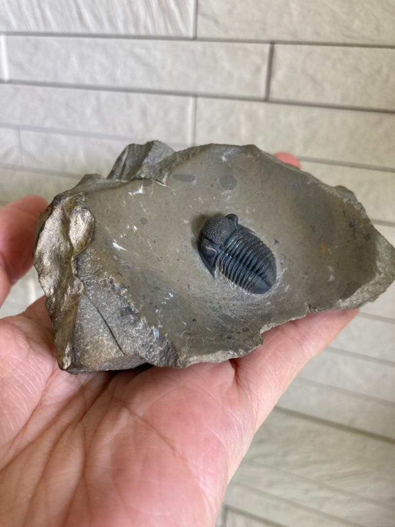 珍品　レア品　化石　コレクション　標本