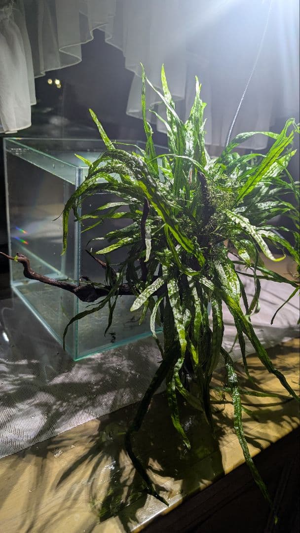 ミクロソリウム本ナロー120葉以上の大株とウィローモスが自然活着したADAの流木