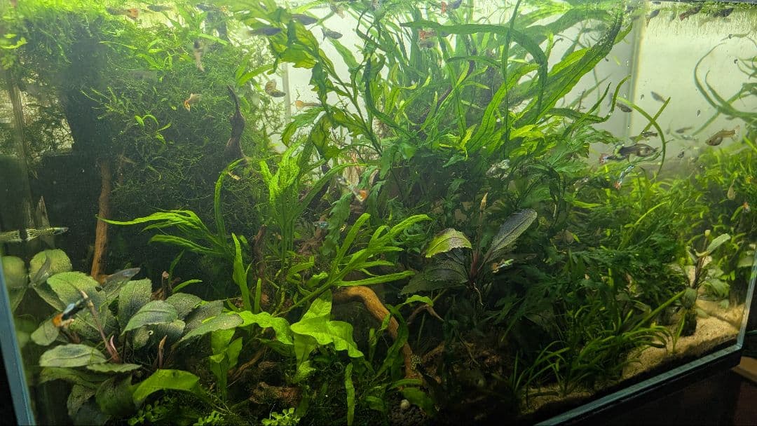 ミクロソリウム本ナロー120葉以上の大株とウィローモスが自然活着したADAの流木