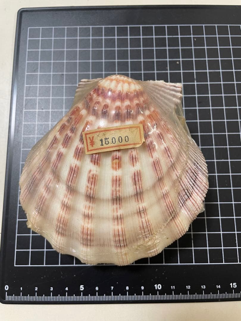 貝殻　標本　何貝かなm(._.)m