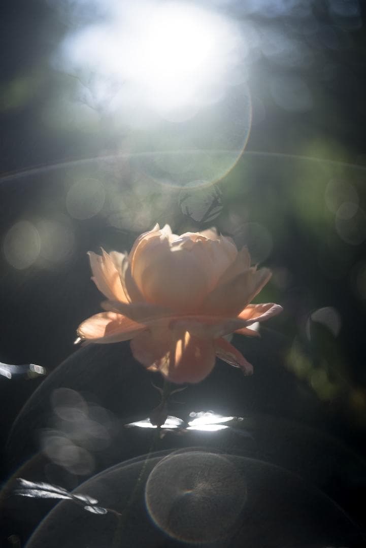 虹の出るライカの癖玉！Leica Summar 50mm F2 オールドレンズ