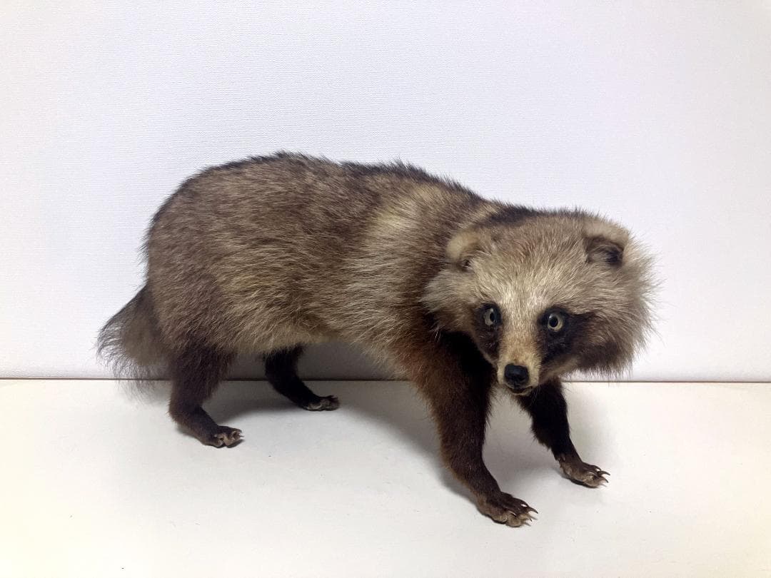 狸の剥製：種の保存法に該当しない動物