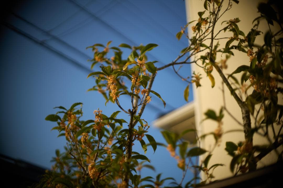 フィルムカメラ Olympus G.Zuiko Auto-S 40mm F1.4