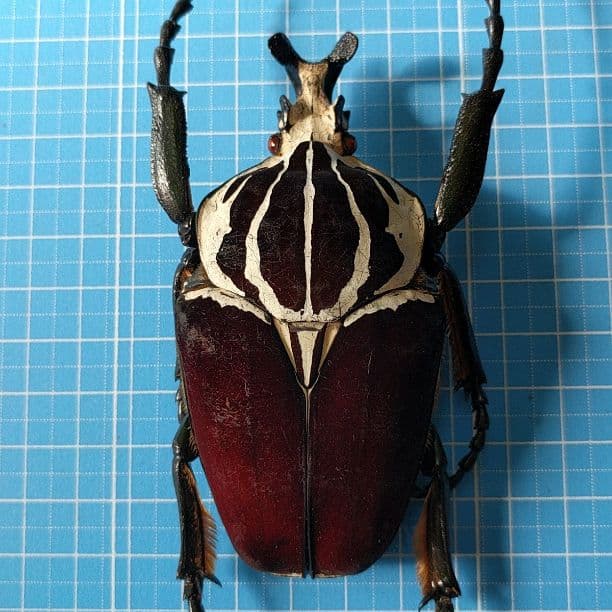 ● コンゴDR 赤道州 ゴライアスオオツノハナムグリ 93mm