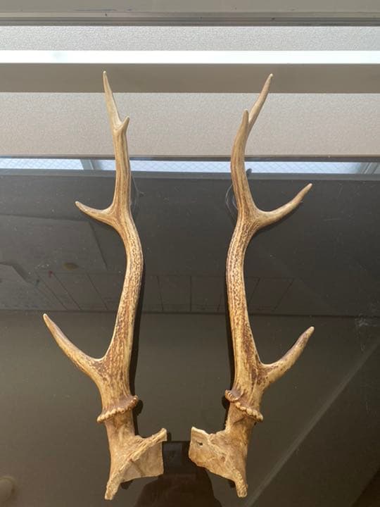 刀など、飾り用鹿の角