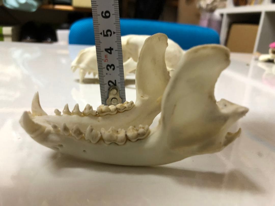 アライグマの頭骨