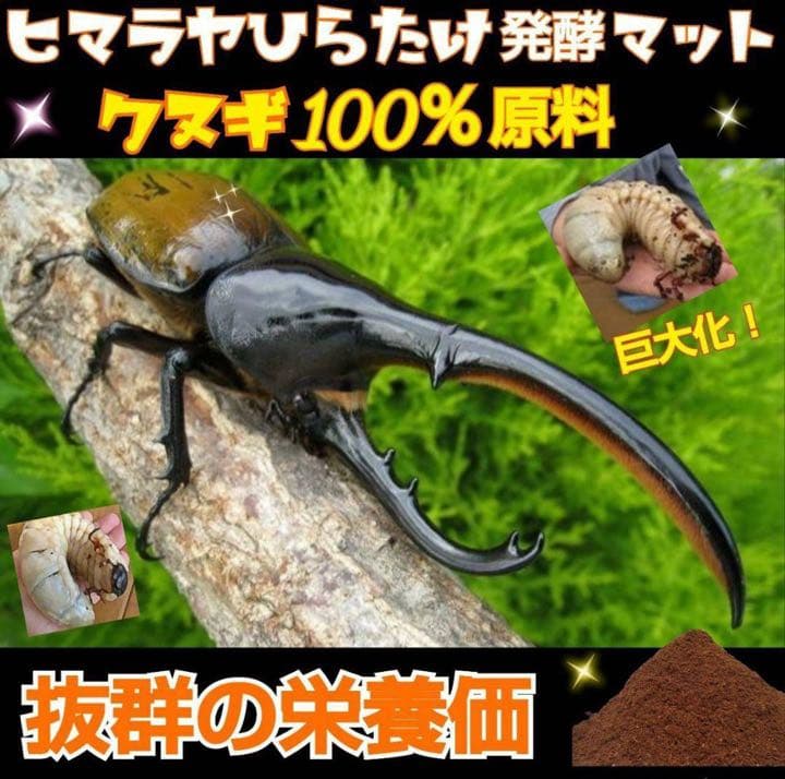 カブトムシ幼虫が大きくなる！発酵マット【60L】室内製造で雑虫混入100％なし！