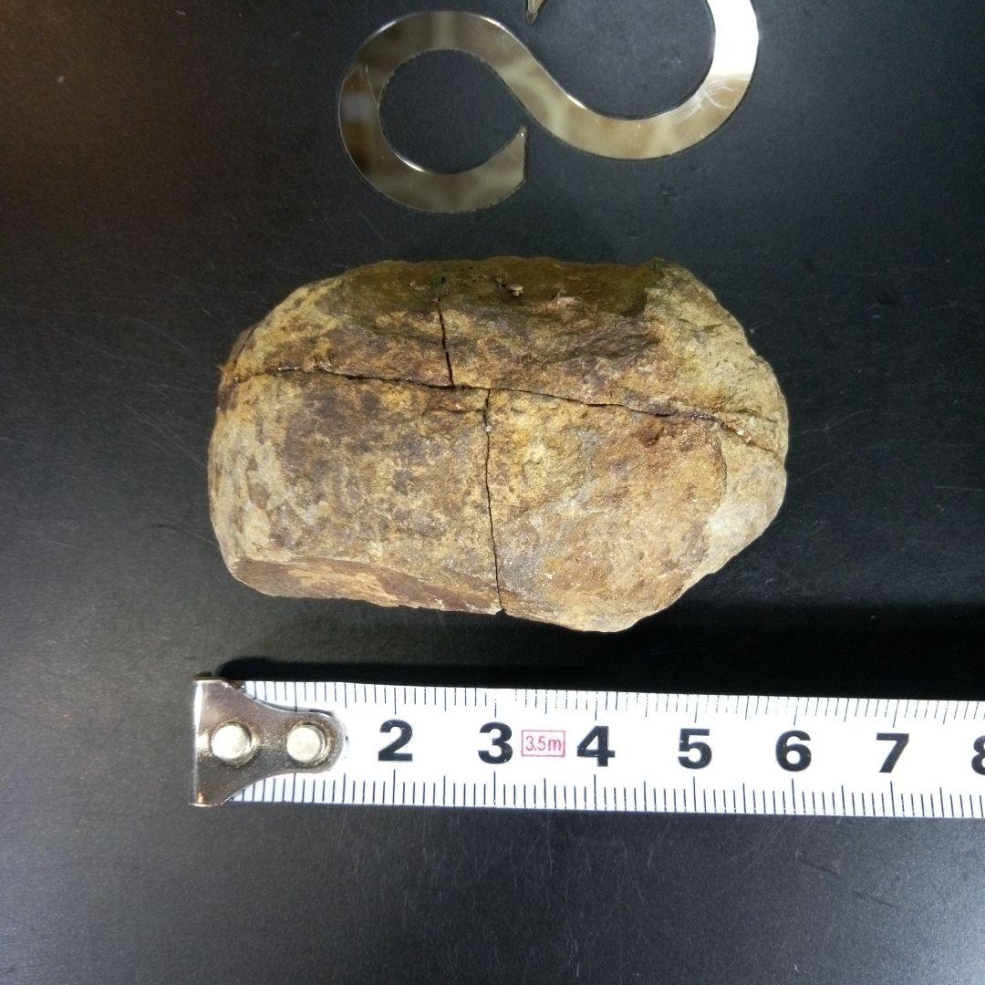 三葉虫　化石　ボリビア産　南アメリカ　trilobite　Bolivia三葉虫⑨