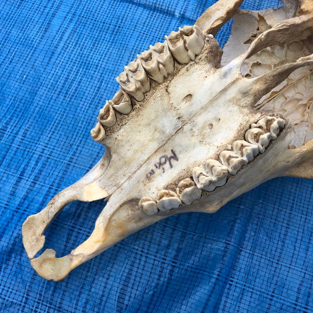 バッファロースカルヘッド、頭蓋骨、本物。