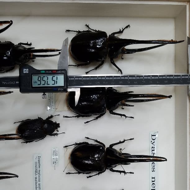 コレクションシリーズネプチューン