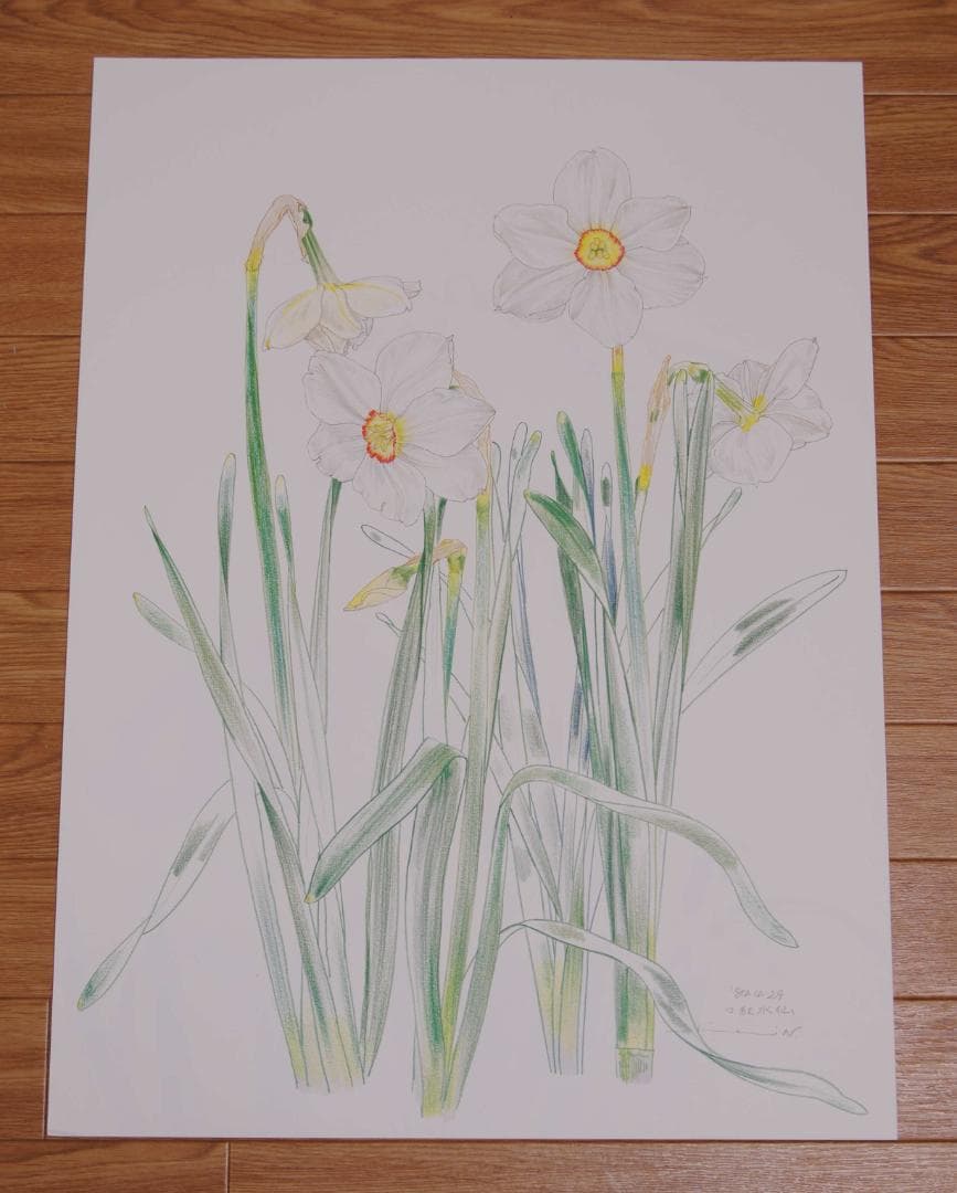 中島千波　花の写生１２葉　絵画　 12枚セット　求龍堂