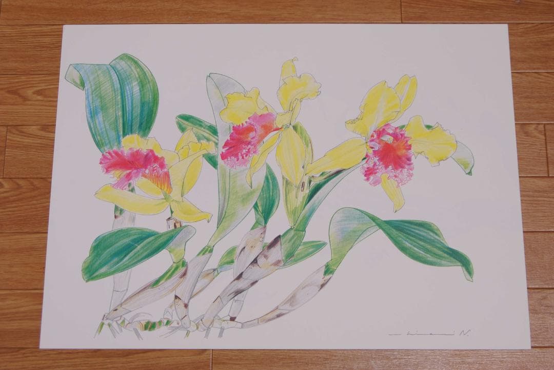 中島千波　花の写生１２葉　絵画　 12枚セット　求龍堂