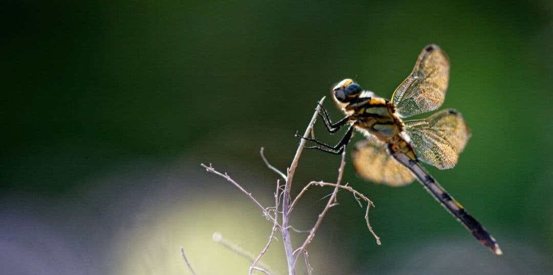 tsuribito.y.uchida様　　CANON　EOS 30D 初心者