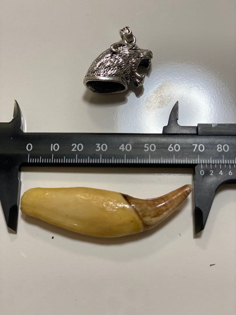 熊牙　熊歯　熊の牙　ネックレス　キーホルダー　新作　送料無料