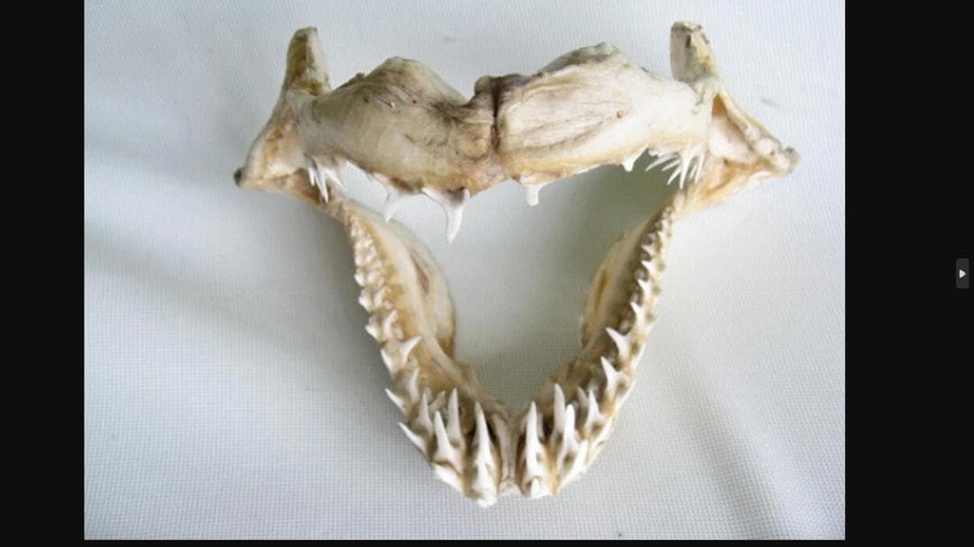 希少！美型【大アオザメ顎骨 横28cm】 サメ 鮫 歯 牙 顎 骨格 標本 剥製