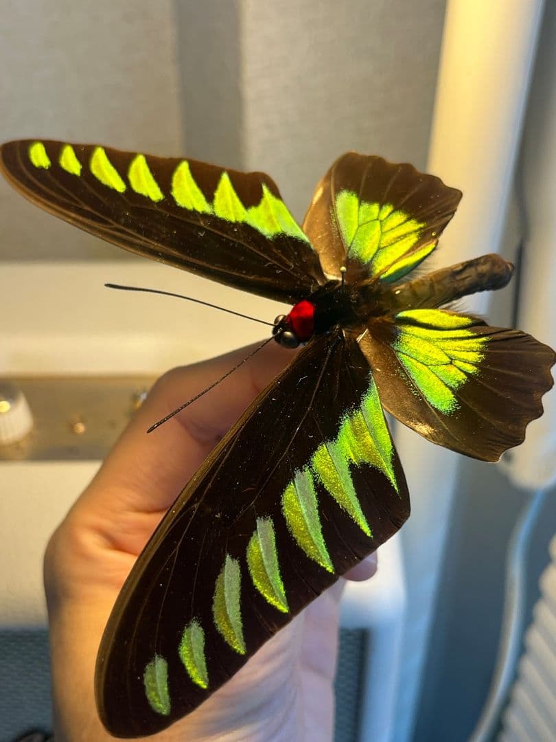 【極美個体】 アカエリトリバネアゲハ 外国産蝶標本 標本 蝶 メガネトリバネ