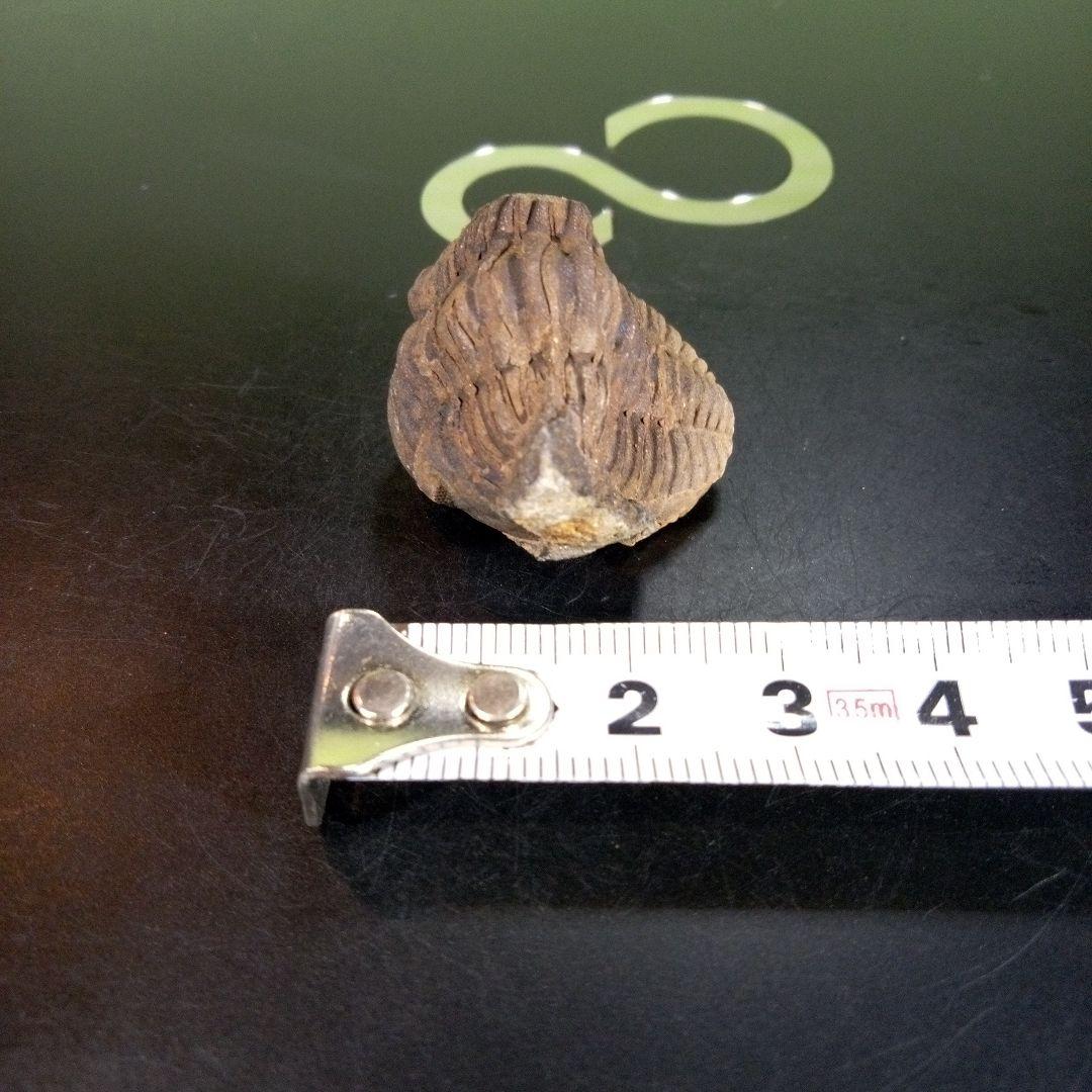 三葉虫　化石　ボリビア産　南アメリカ　trilobite　Bolivia三葉虫②