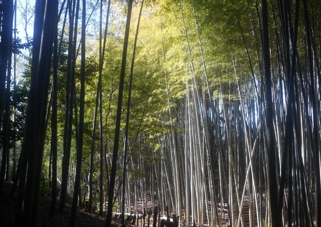 アンジェニュー50ｍｍｆ2.9　Ｚ５　Ｌ39