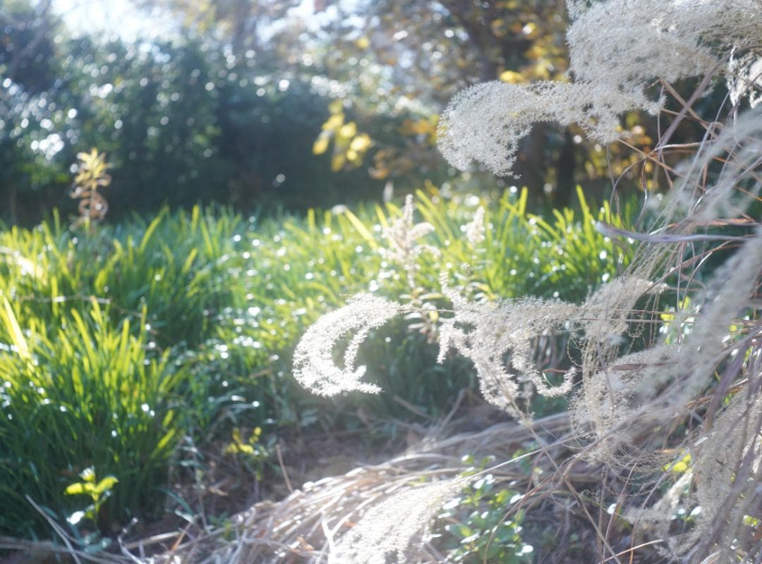 アンジェニュー50ｍｍｆ2.9　Ｚ５　Ｌ39