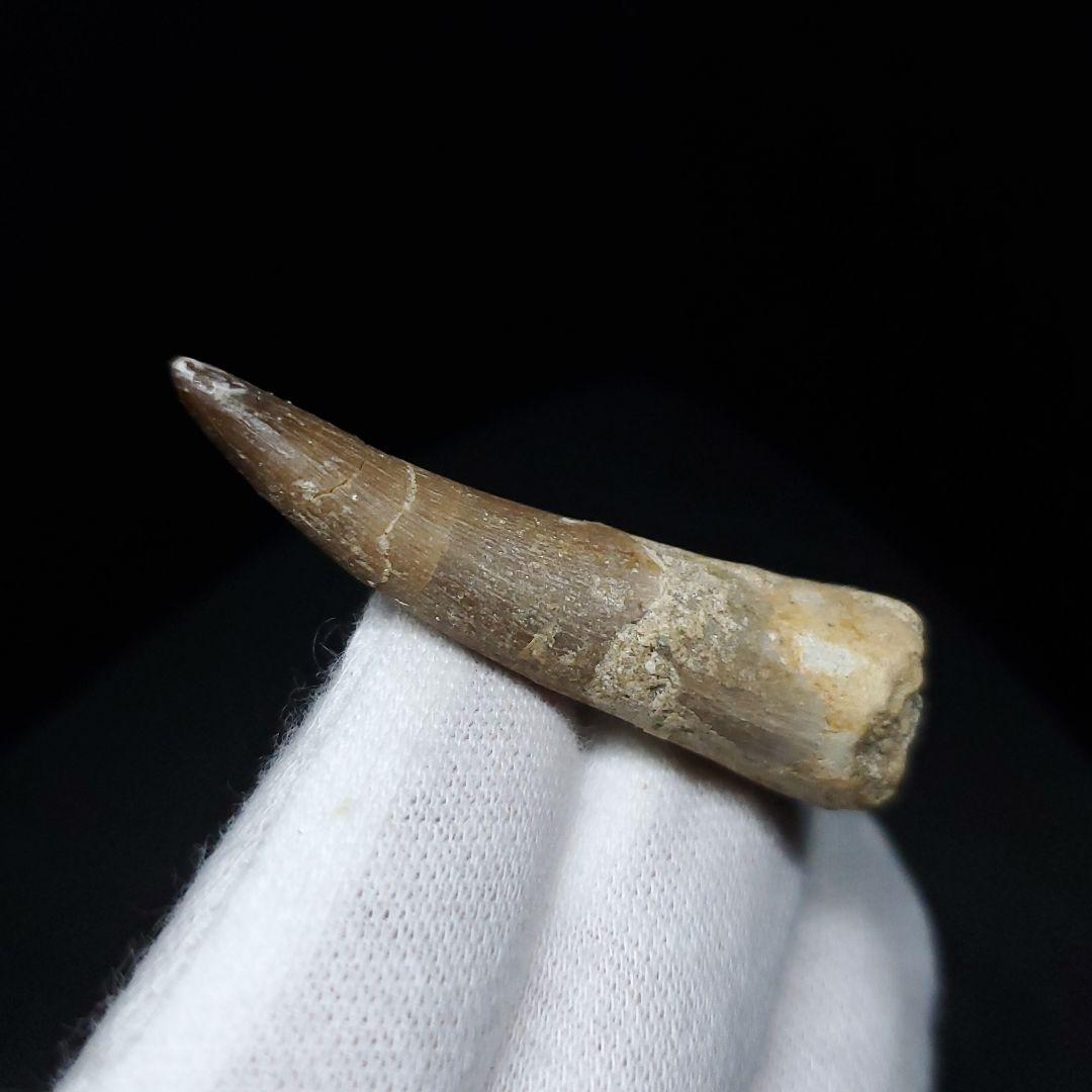 プレシオサウルス 化石 歯 本物 モロッコ産 41.20mm ケース付 pr88