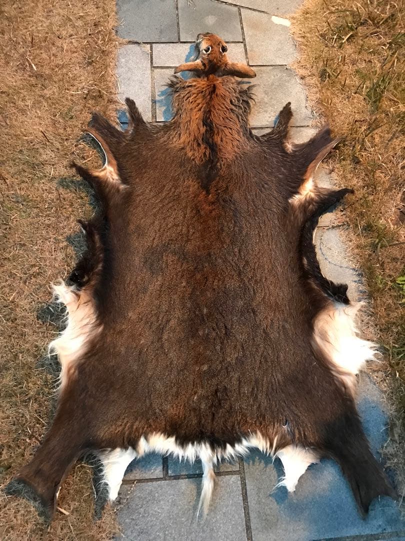 ニホンジカ♂毛皮　23-1