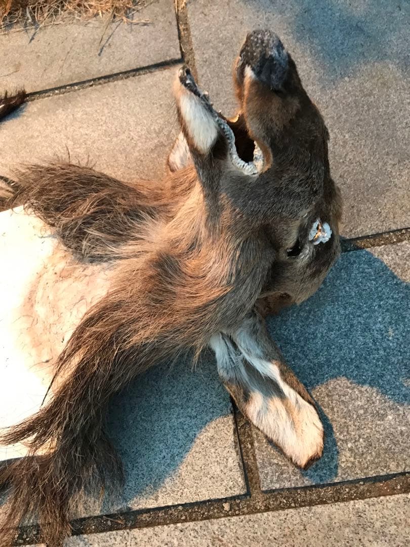 ニホンジカ♂毛皮　23-1