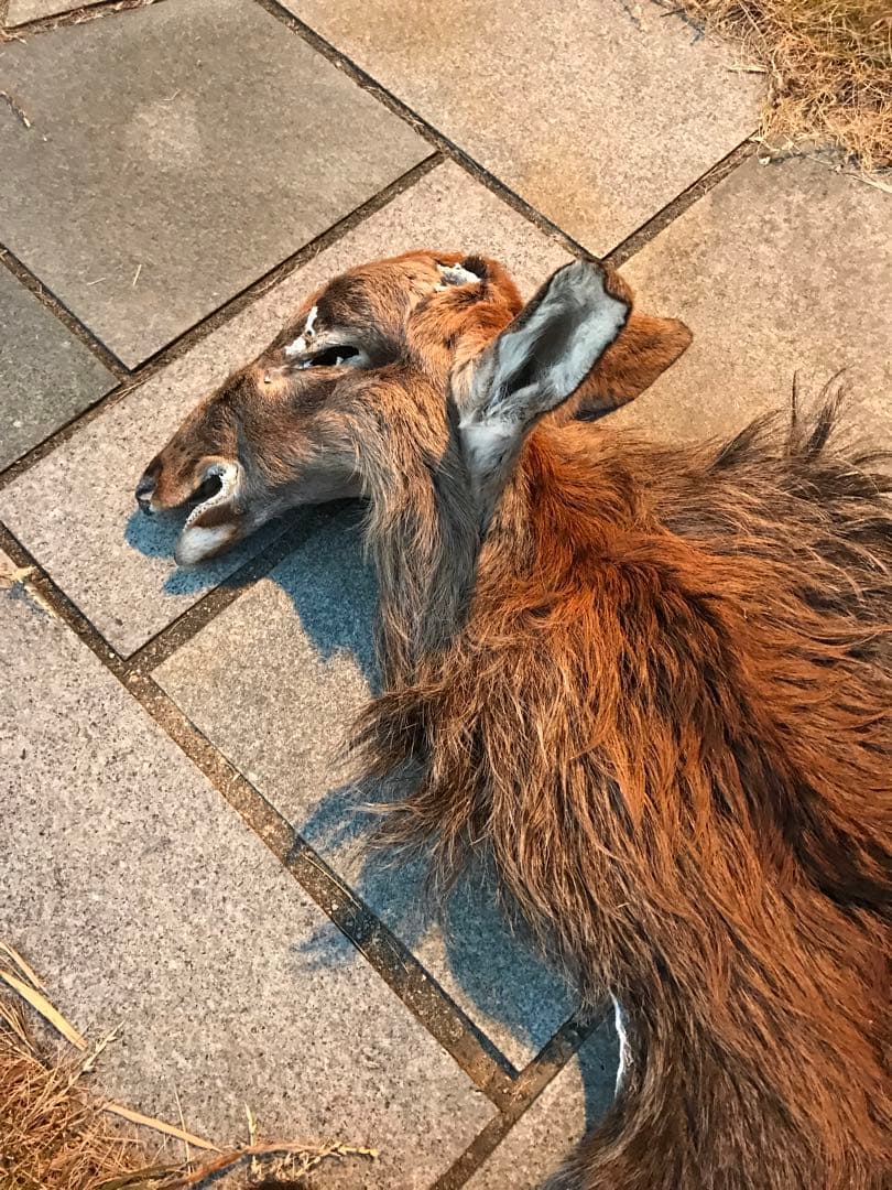 ニホンジカ♂毛皮　23-1