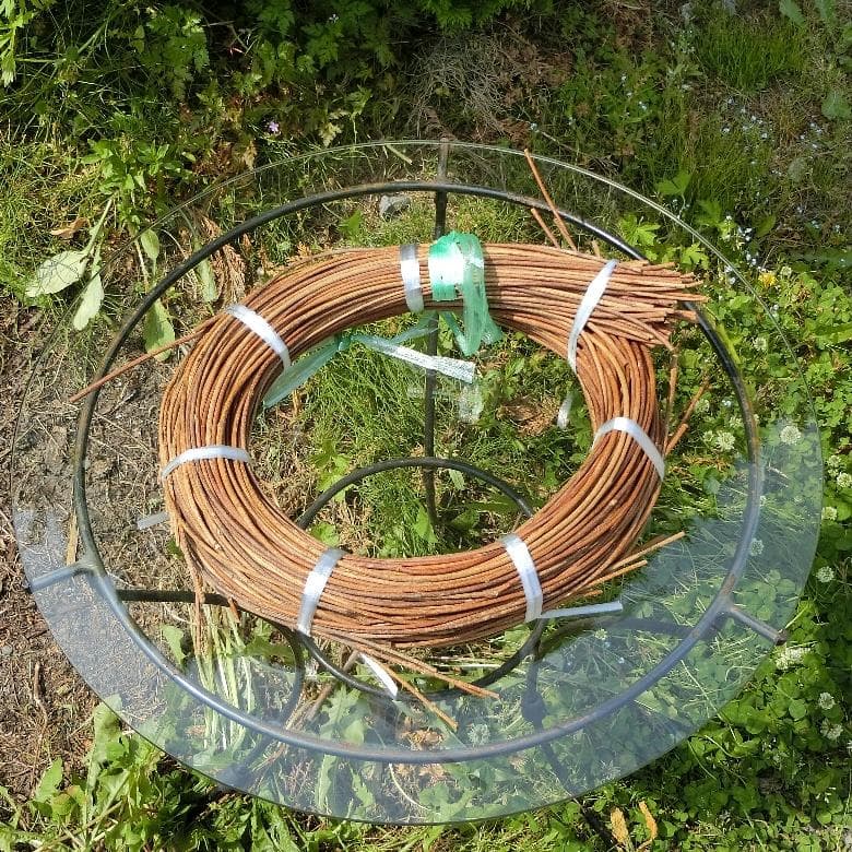 青森岩木山採取　あけび蔓　150cm～ 1kg