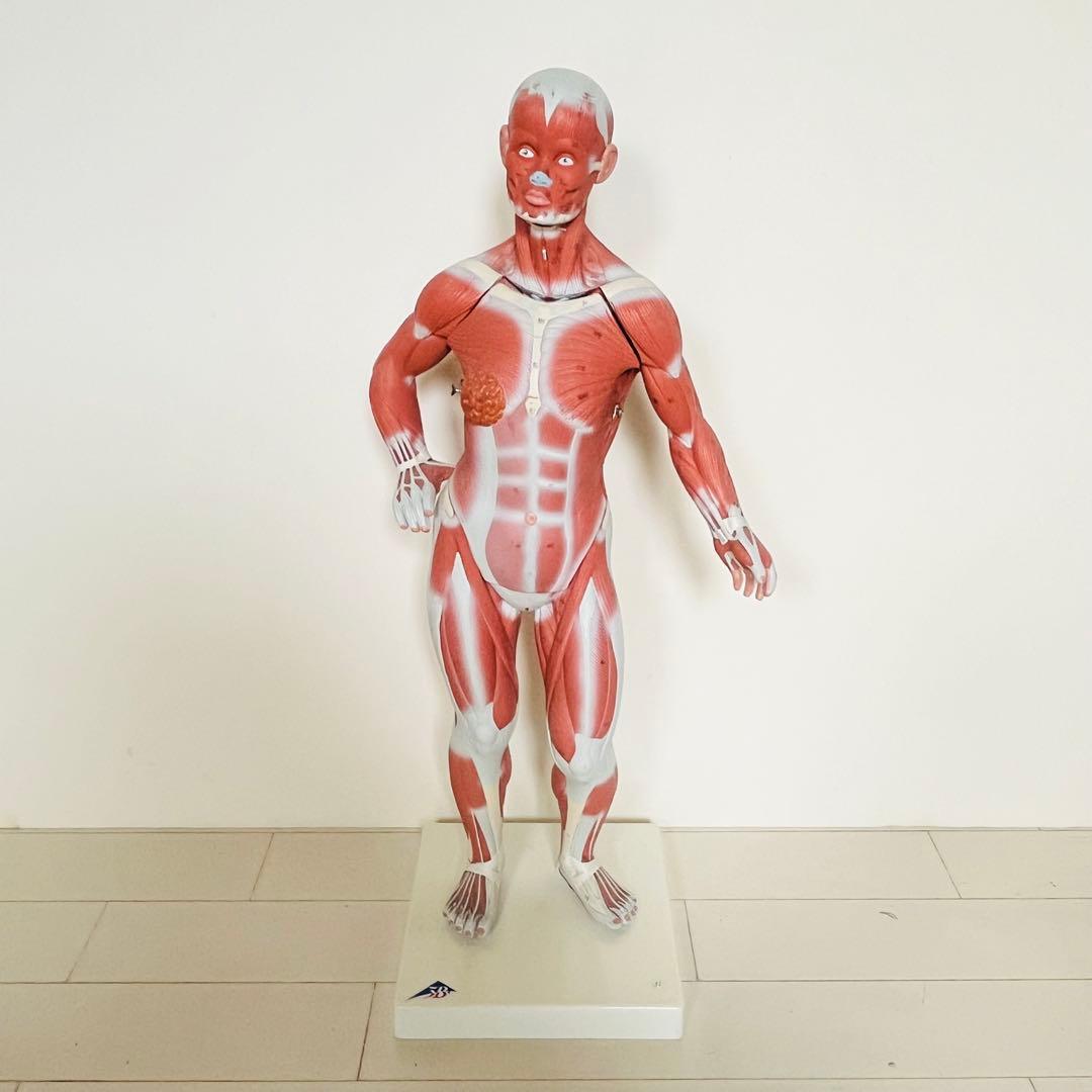 3B scientific 筋肉解剖 模型 1/4倍大・2分解モデル 人体模型